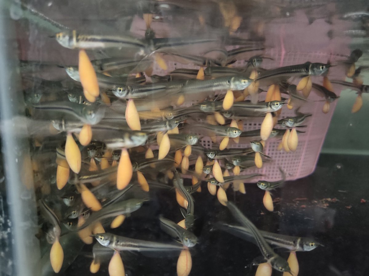 Lilly Aprilya tweet media