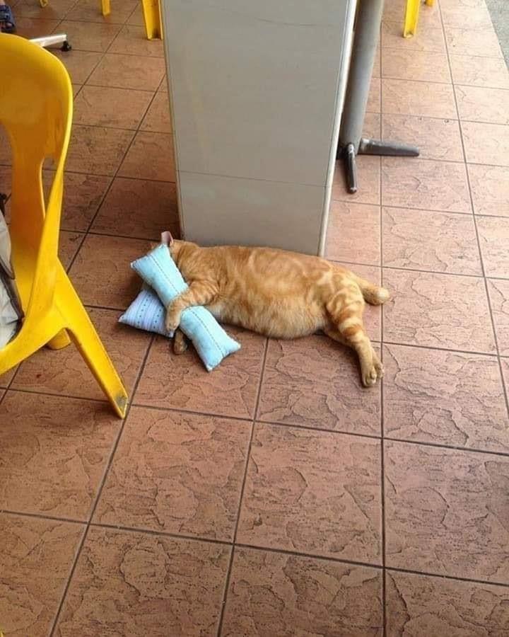 kita semua cape tapi gak bisa ngapa-ngapain juga selain yauda lanjut bertahan hidup. 

yoi gak?