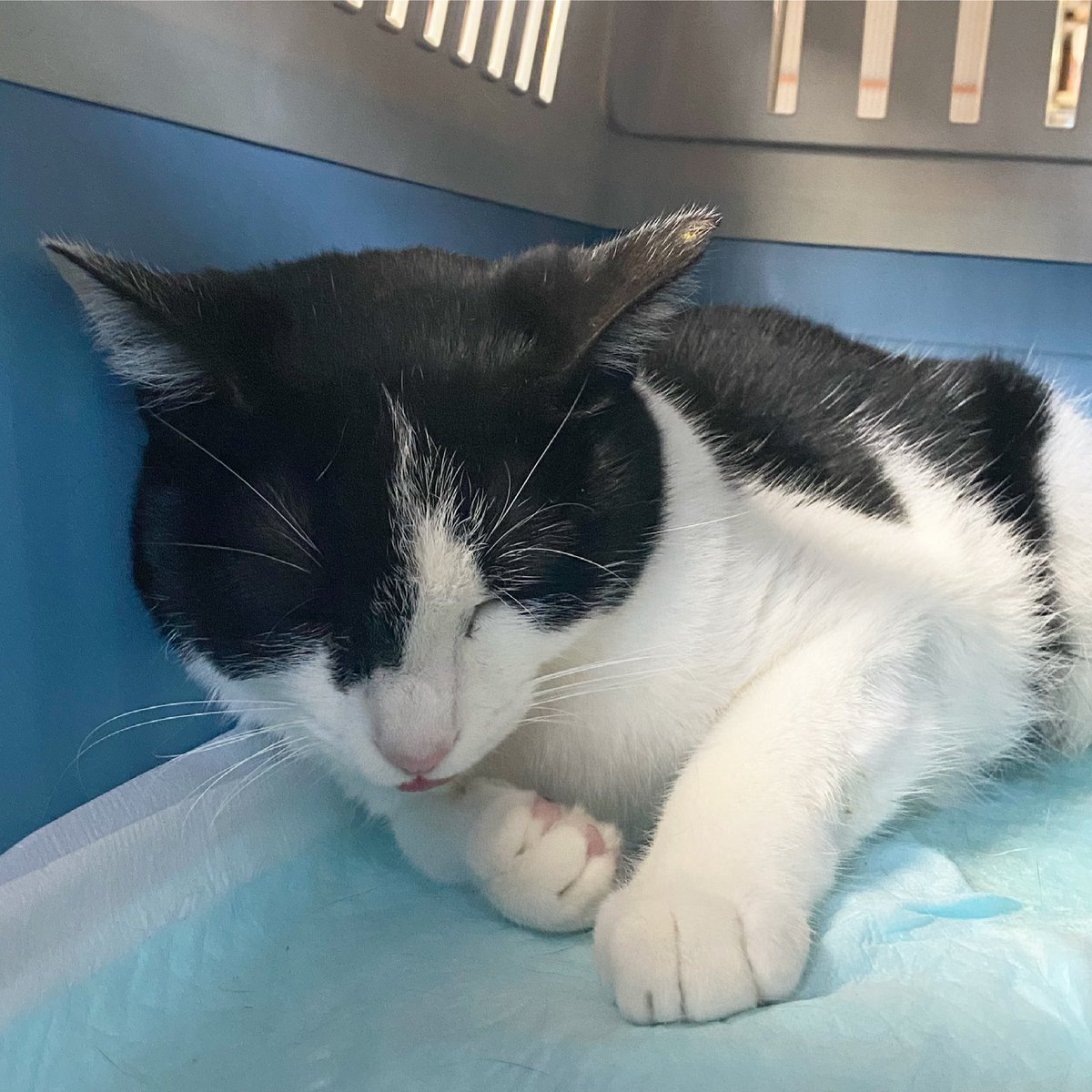 いながき動物病院 土浦分院 猫３０匹犬１匹完了 今日は頭数少なくて午後１時には手術終わりました そんな日もあります 最近は妊娠猫があらわれていますね 獣医師にも猫にも大変な時期がやって来ました 本日もご協力いただいた皆さんに感謝