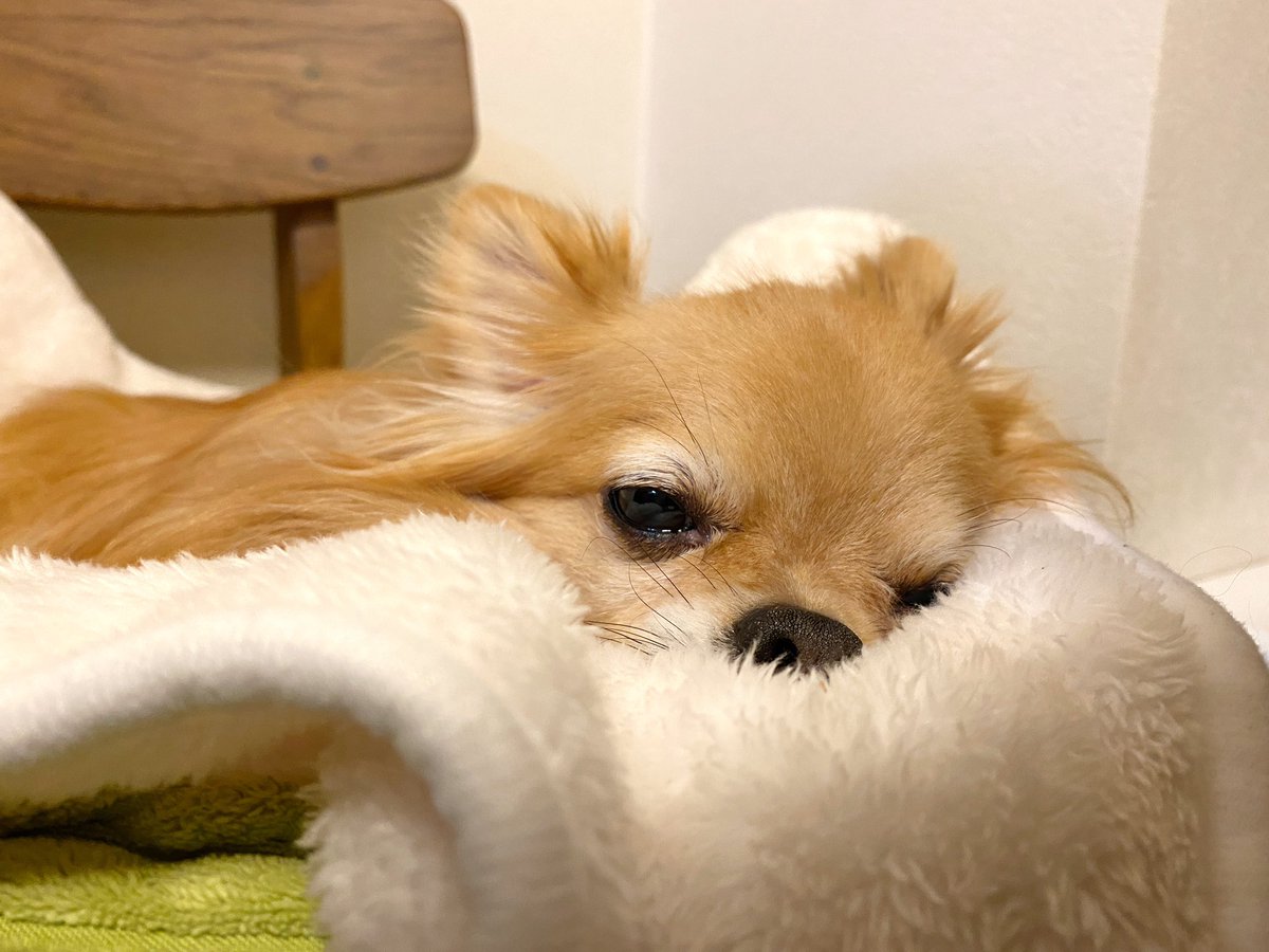 ゆかりん 遅くなっちゃったけどこれから散歩 行かなくていいのにー ってロンは言ってます 散歩嫌いな犬