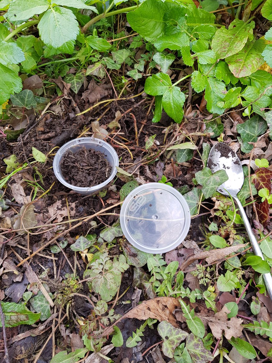 im_coasts's tweet photo. Looking fwd to guiding our @TCD_Geography @TCD_NatSci students on their #geographyskills '5k around the home soils practical'. Kitchen lab set up and ready to go and here's hoping for a rain-free sampling day 🤞#lockdownscience @tcddublin https://t.co/eTr0eK3b6X