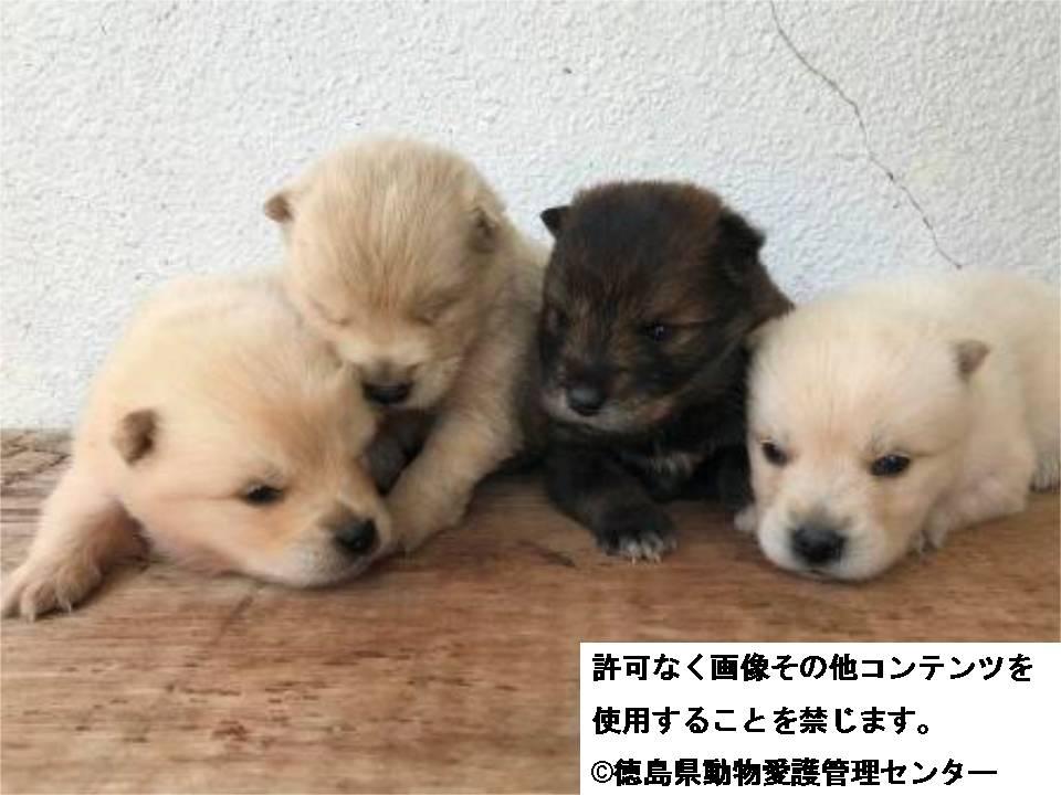 Japanesemichael Jackson 徳島県動物管理センター 期限 3月21日 1匹ずつ引取可 レスキュー 性別 男2 女1 月齡 1ヶ月又は1ヶ月未満 犬種 雑種犬 体格 小 性格 直ぐに慣れてくれます 里親急募 一時保護急募 徳島県 犬 保健所 子犬 動物 Japanesemichael Jackson 徳島県動物管理センター 期限 3月21日 1匹ずつ引取可 レスキュー 性別 男2 女1 月齡 1ヶ月又は1ヶ月未満 犬種 雑種犬 体格 小 性格 直ぐに慣れてくれます 里親急募 一時保護急募 徳島県 犬 保健所 子犬 動物