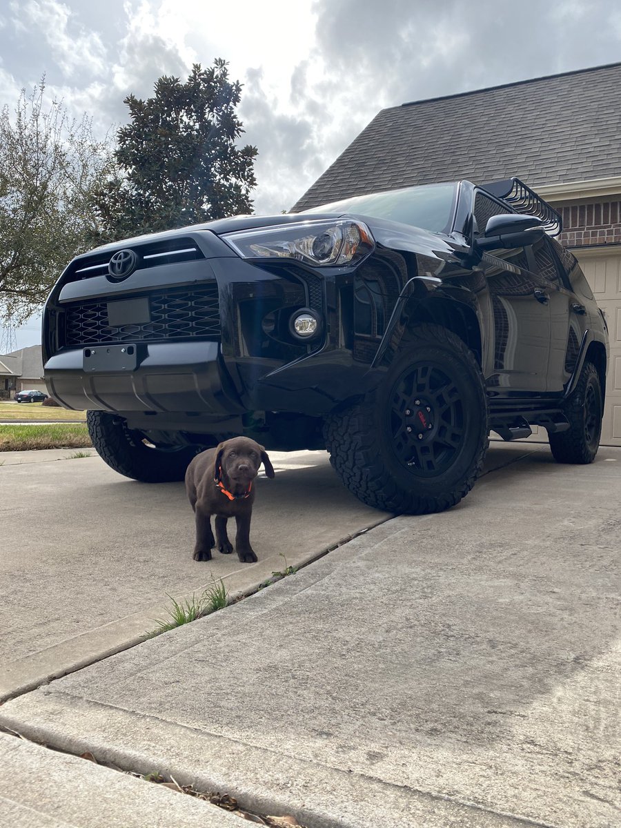 trebonham's tweet photo. Y’all meet my boy Auggie! https://t.co/kzn0QJNvTj