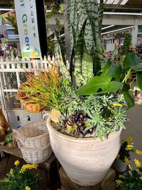 ドライガーデン寄植え