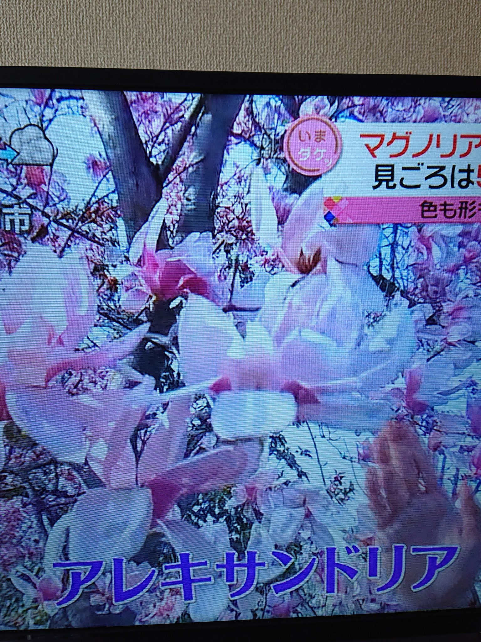 ﾚｯﾄﾊﾞﾄﾗｰ Twitter Search Twitter