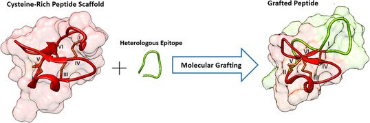 Great overview of 'Cysteine-rich peptides: Hyperstable scaffolds for #ProteinEngineering'
by Fabien Plisson and colleagues @Cinvestav_IPN
 @LANGEBIO:
@ChemBioChem onlinelibrary.wiley.com/doi/10.1002/cb…