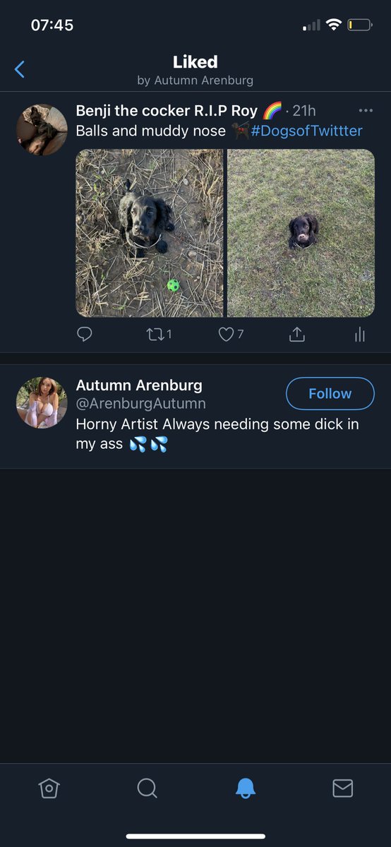 CockerBenji's tweet image. WHAT THE ACTUAL WOOF IS THIS