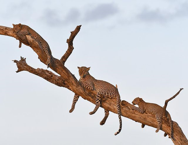 Leopard and her two cubs lounging  in a tree at sunset in Kenya.

#leopard #kenyasafari #kenyaunforgettable #animalphotography #photooftheday #nationalgeographic #nature #naturephotography #nature_perfection #natureismetal #nature_pics #africanoutbacksafaris