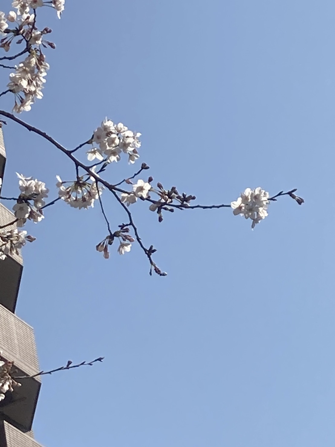 西池袋公園 Twitter Search Twitter