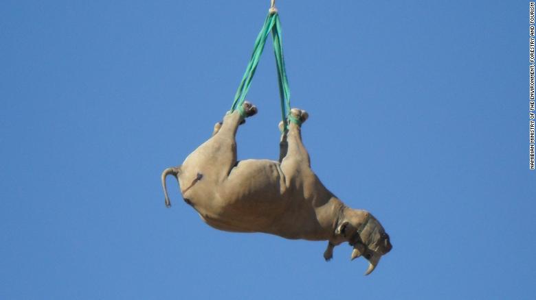CNN's tweet photo. To move critically endangered black rhinos away from poaching hotspots, conservationists sometimes use helicopters to airlift them upside-down.

It's faster, cheaper and easier than other airlifting methods -- but what's it like for the rhinos? https://t.co/GDBYTPKEUK https://t.co/ZaHeBGFjqE