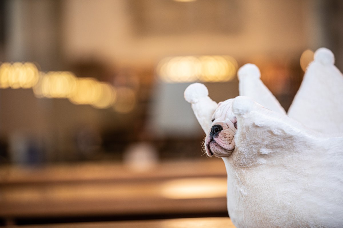 HandsomeDanYale's tweet photo. Hi Yalies, I am Handsome Dan XIX and I’m very excited to be your newest Yale mascot. Boola Boola! 
📷: Dan Renzetti 
#yale #thisisyale #handsomedan #boolaboola https://t.co/1U89Hrpw2F
