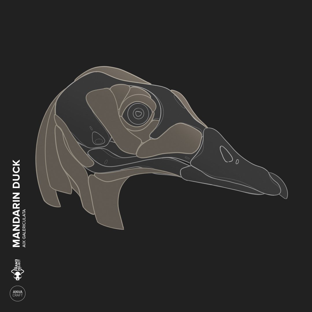 ANVACRAFT's tweet photo. Sketch of the future head of the Mandarin duck prototype

#anvacraft #frameproject #mandarinduck #skull #skeleton #mecha #robot #conceptdesign #concept #design #hardsurface #animalskull #robotdesign #cranium #CG #computergraphics #duck #birdskull #duckskull #sketch #marchofrobots https://t.co/8fqs0uyWom