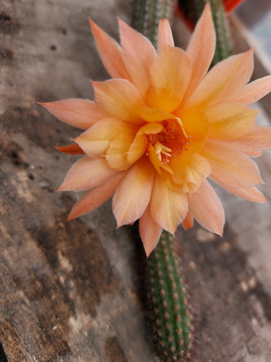 Hildewintera hybriden " Humke klein gelb"