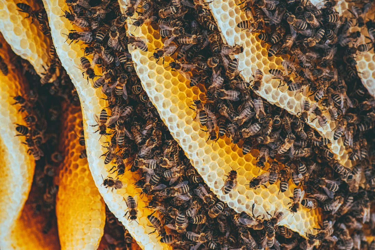 SERIOT_Project's tweet photo. Learn more about SerIoT's honeypot deployment here:
https://t.co/7Omz2a3PYV https://t.co/cqBHD7TuxH