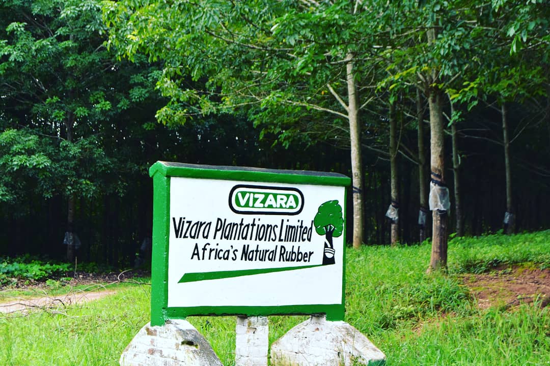 #ScenicRoute to Chintheche.
Vizara Rubber Estate, apparently the only commercially viable rubber estate in Southern Africa. 53km south east of Mzuzu on the M5. Vizara means “horn of plenty” in the local Tonga language. 

 #VisitMalawi #ThisIsMalawi #LoveMalawi #MalawiWokongola