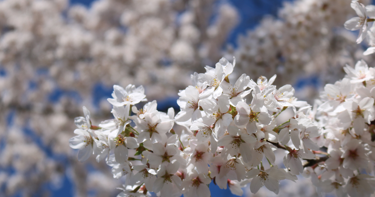 Binnenkort begint de bloeitijd van het #Bloesempark 🌸 in het Amsterdamse Bos. Om zo veel mogelijk mensen van de bloesempracht te laten genieten én de verspreiding van het coronavirus tegen te gaan zijn er maatregelen ingesteld. Meer info ➡ bit.ly/2Qe2iiN