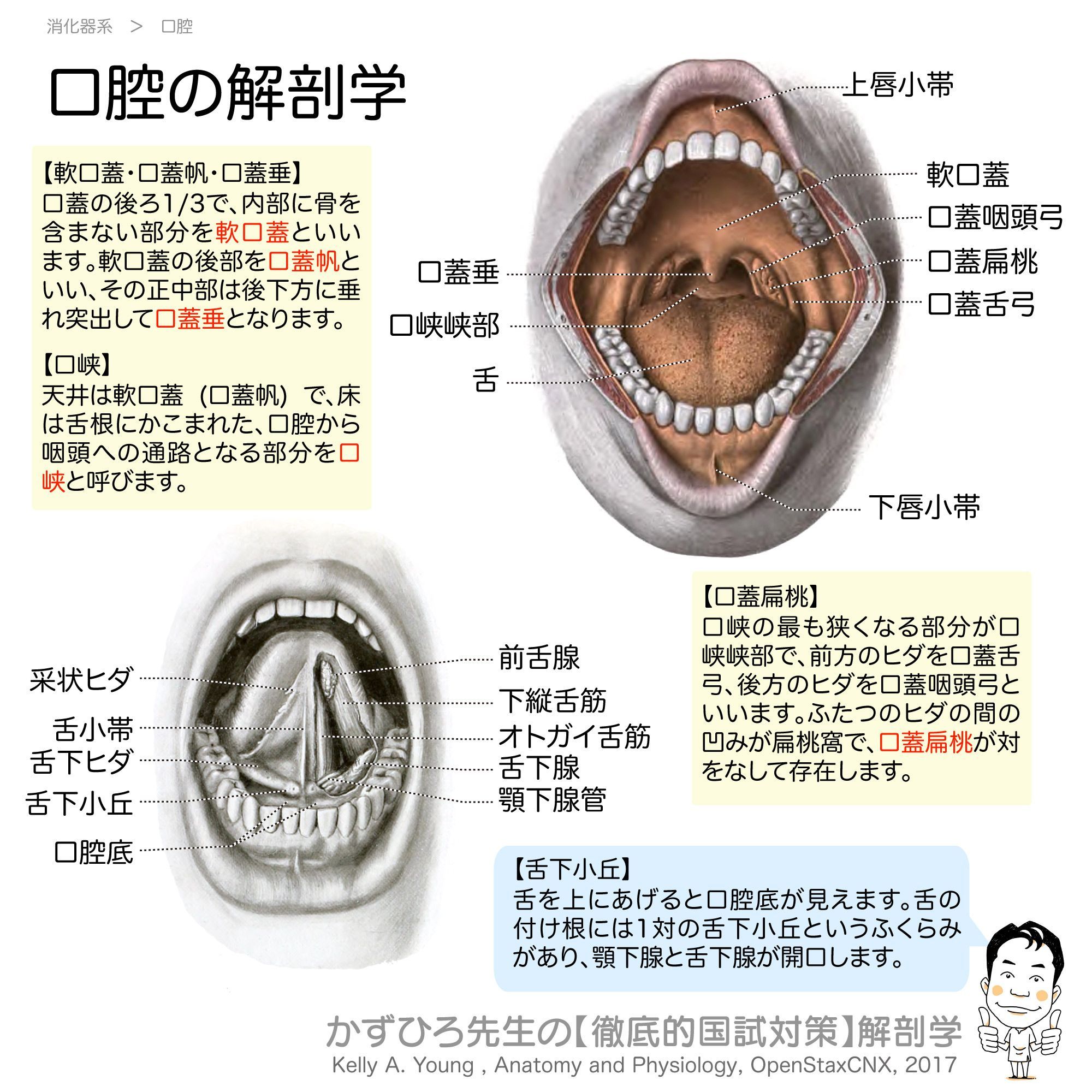 口腔解剖学 - 健康/医学 口腔解剖学 - 健康/医学