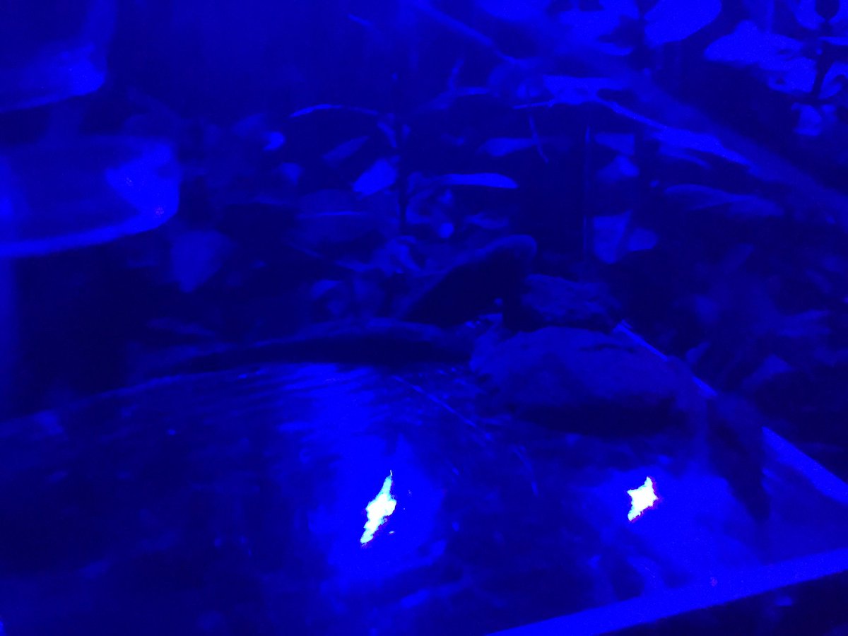 しえる 魚捌く人 新しい餌場気に入ってくれたみたいで良かった オトシンネグロ しえる 魚捌く人 新しい餌場気に入ってくれたみたいで良かった オトシンネグロ