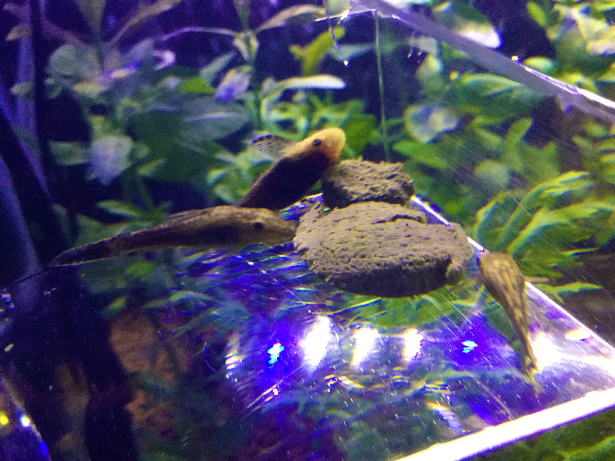 しえる 魚捌く人 新しい餌場気に入ってくれたみたいで良かった オトシンネグロ しえる 魚捌く人 新しい餌場気に入ってくれたみたいで良かった オトシンネグロ
