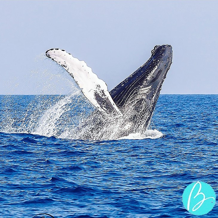 TCITourism's tweet photo. Our whale friends say hello🐋
📸@brilliantstudiosgallery
#TurksAndCaicosReopen #TurksAndCaicos #TCI #SisterIslands #GrandTurk #SaltCay #BeautifulByNature #WeAreTurksAndCaicos https://t.co/l47WmF3Fuj
