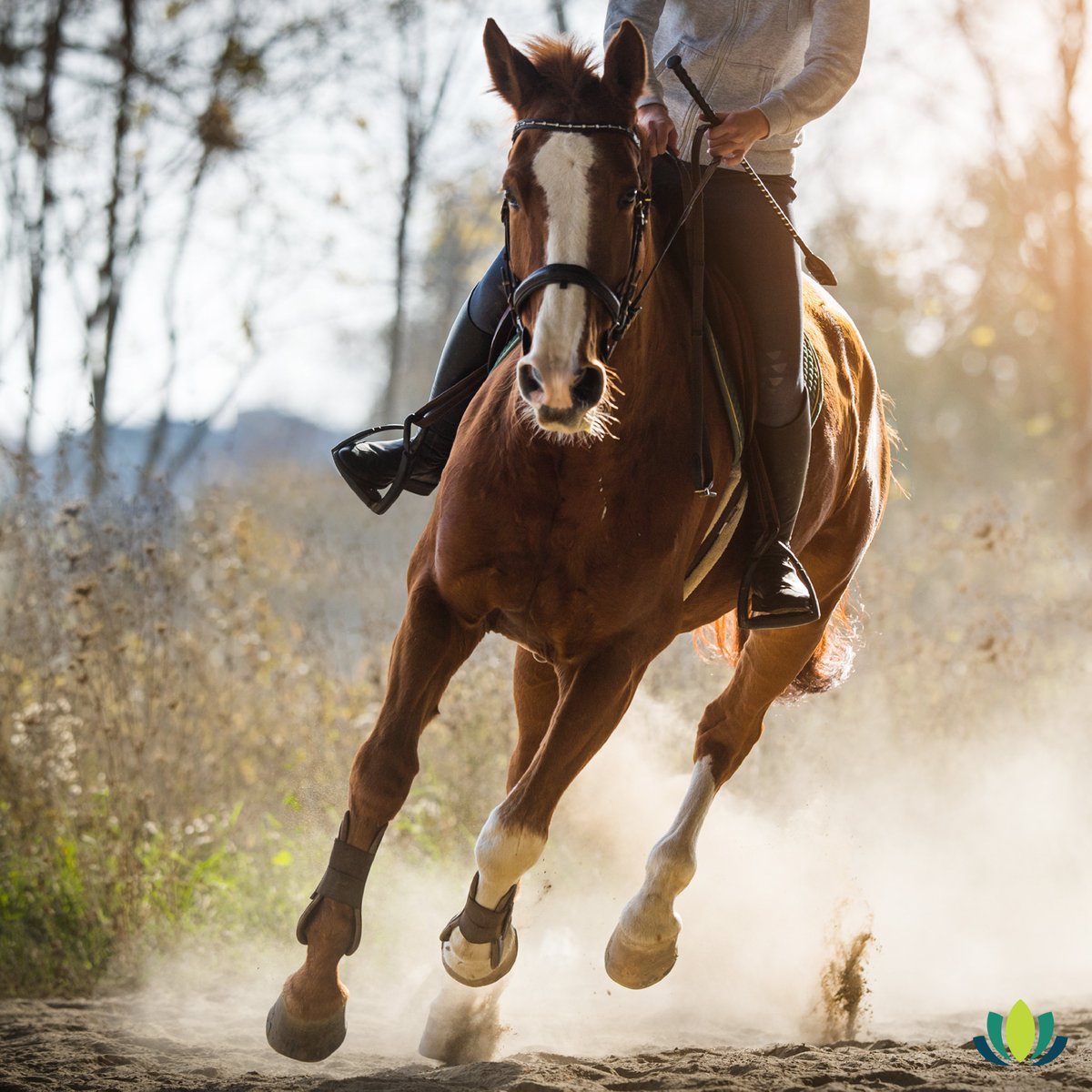 springtime_supp's tweet photo. As your horse becomes more active over the next few months, they may need some extra support for their joints. Joint Health Formula helps to maintain cartilage, ligament, tendon, and joint health for horses.
Learn more here: https://t.co/UFkPiJlpOY https://t.co/ehzwkyYmtM