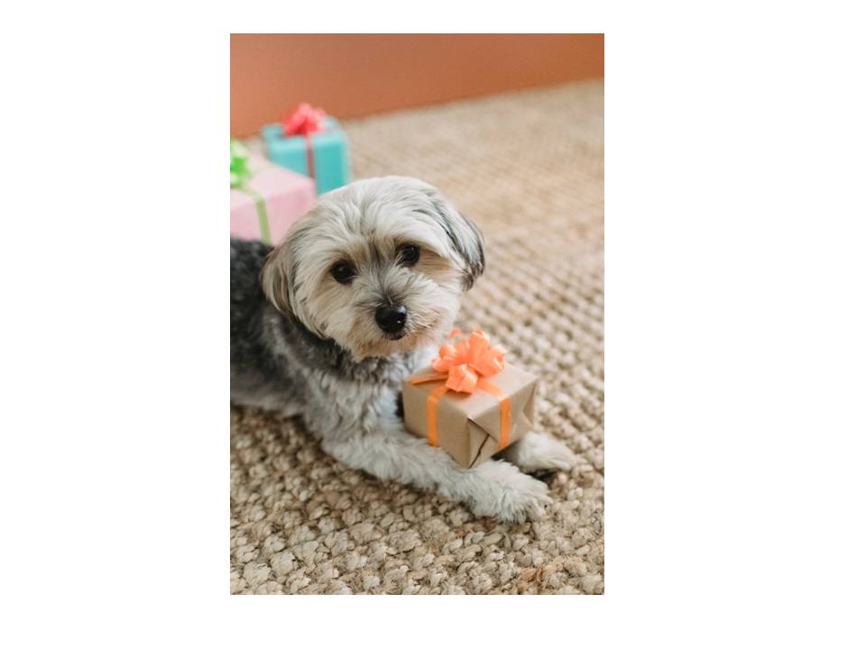 Stanley Coren tweet media