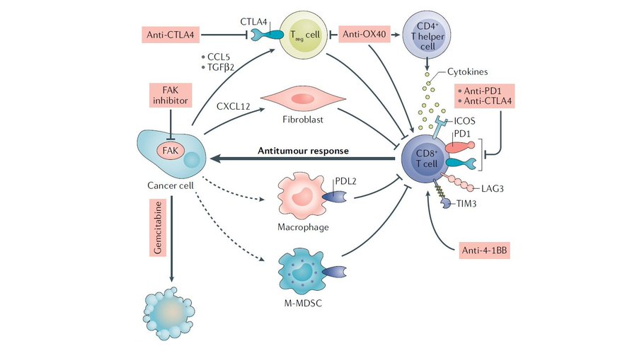 “Targeting FAK in anticancer combination therapies” – review by John Dawson et al. published in <a href="/NatureRevCancer/">Nature Reviews Cancer</a>. Good read for all interested in Focal Adhesion Kinase and anticancer therapeutics:  nature.com/articles/s4156…
<a href="/EdinCRC/">Edinburgh Cancer Research</a> @EdinUni_MeetCIR <a href="/UCSDCRCERA/">UCSD Health Moores Cancer Center CRCERA</a>