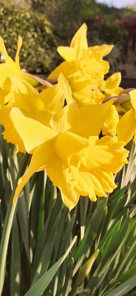 WalesArty's tweet photo. Good morning #NorthWales we love this time of year when the #Daffodils are blooming, they really brighten everything up🌞
https://t.co/mD7adXcOhA🏴󠁧󠁢󠁷󠁬󠁳󠁿 https://t.co/YgTHKmPRX1