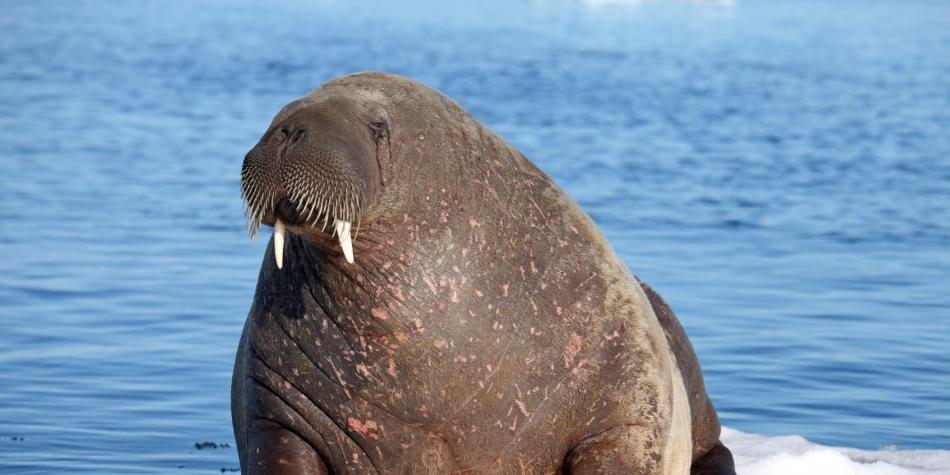 Morsa se quedó dormida en iceberg en Groenlandia y despertó en Irlanda. Esta es la historia ► bit.ly/2P1n6ti