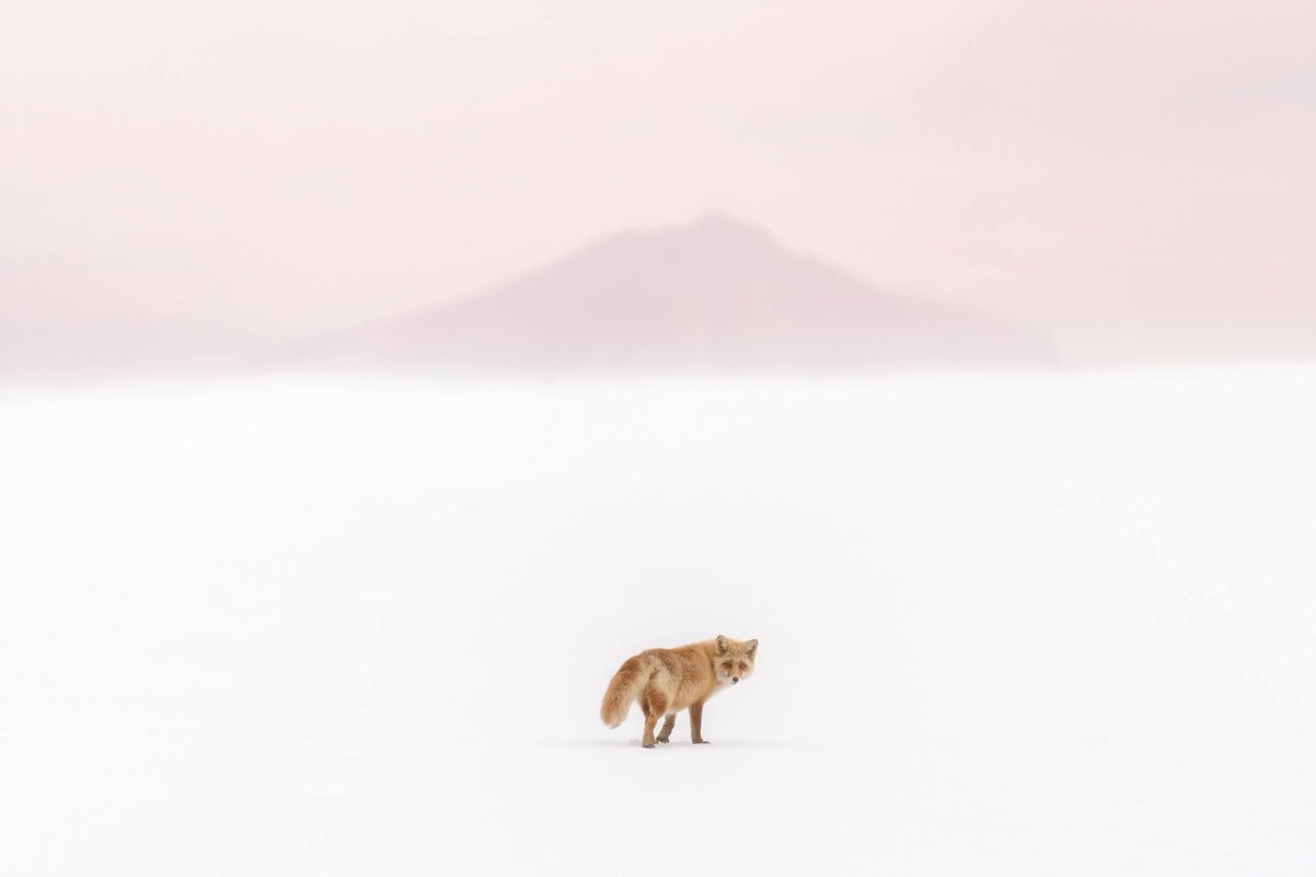 Sony World Photography Awards 2021のNature World & Wildlife部門でShortlistに選出していただきました。世界的なフォトコンテストで入賞できて嬉しいです！北海道美瑛町の自然に感謝します。

worldphoto.org/sony-world-pho…

#北海道 #キタキツネ
#swpa #sonyworldphotographyawards