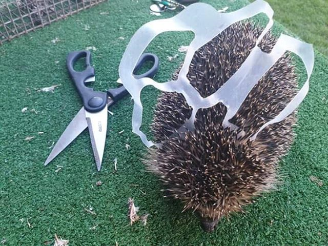 SoarMillSeeds's tweet photo. 🦔☹️✂️✂️✂️✂️✂️✂️☹️🦔
PLEASE SNIP any 4 or 6 pack rings once you have used them!! It only takes seconds but can be the difference between life and death to our wildlife! #getsnipping ✂️ Thank goodness most companies are using safer alternatives these days! ✅#saveourwildlife #hogs https://t.co/sUGWWG4tJN