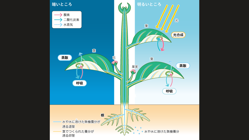したたか企画 来月21年4月から使用開始の中学校理科教科書 理科の世界 1 3年 大日本図書 にて図版 イラストを制作しました 生物 地学 物理の3分野 例えば 体のつくりとはたらき や 地震のメカニズム 力や運動の学習 などで100点ほど担当