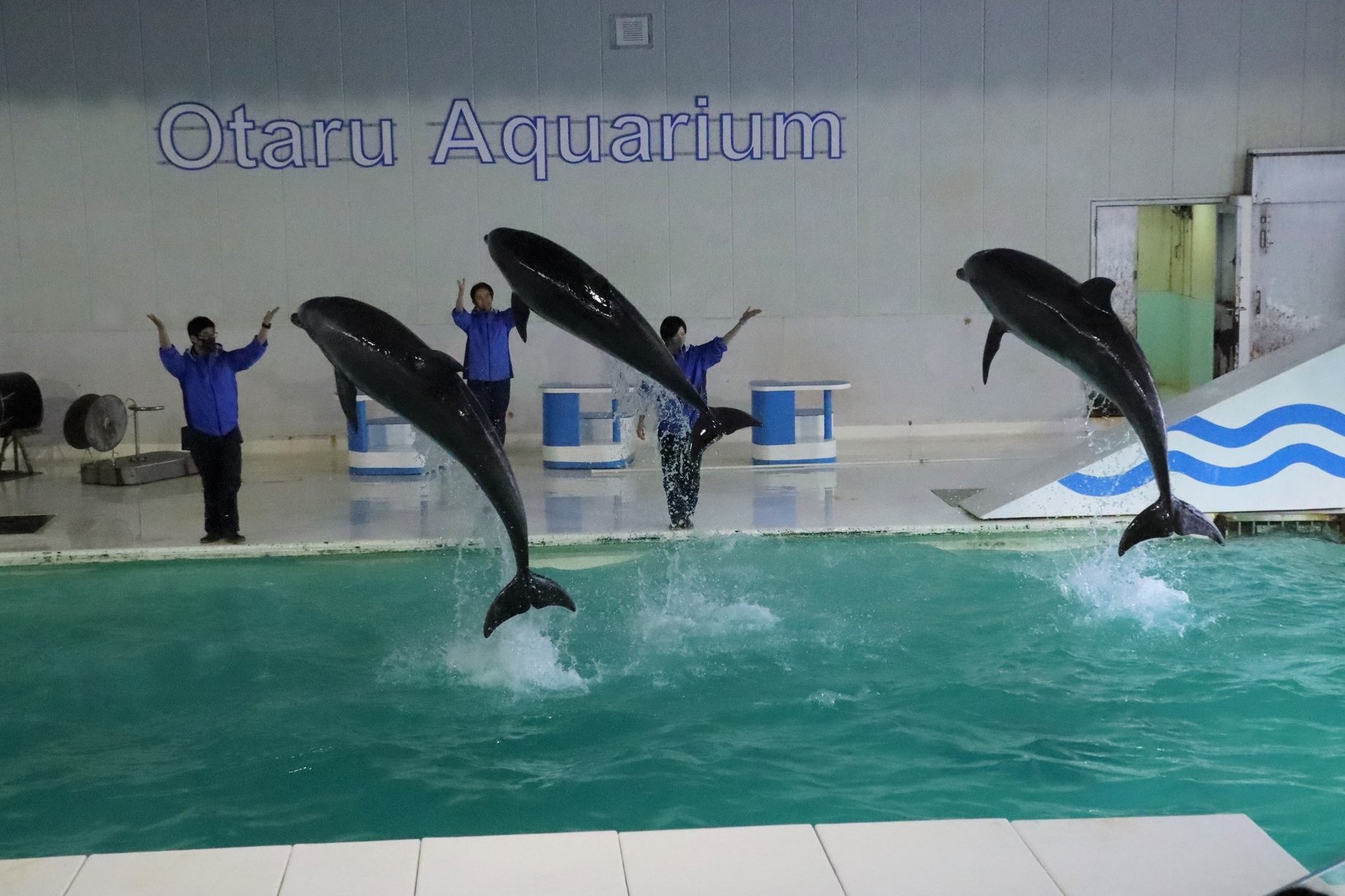 北海道の動物園 水族館 北海道小樽市 おたる水族館 ２０２１年１月撮影 イルカのコンビネーションジャンプ ３月２０日 土 から通常営業になり 海獣公園でのアザラシショーやペンギンショーも始まるそうです 北海道 小樽 おたる水族館 小樽水族館
