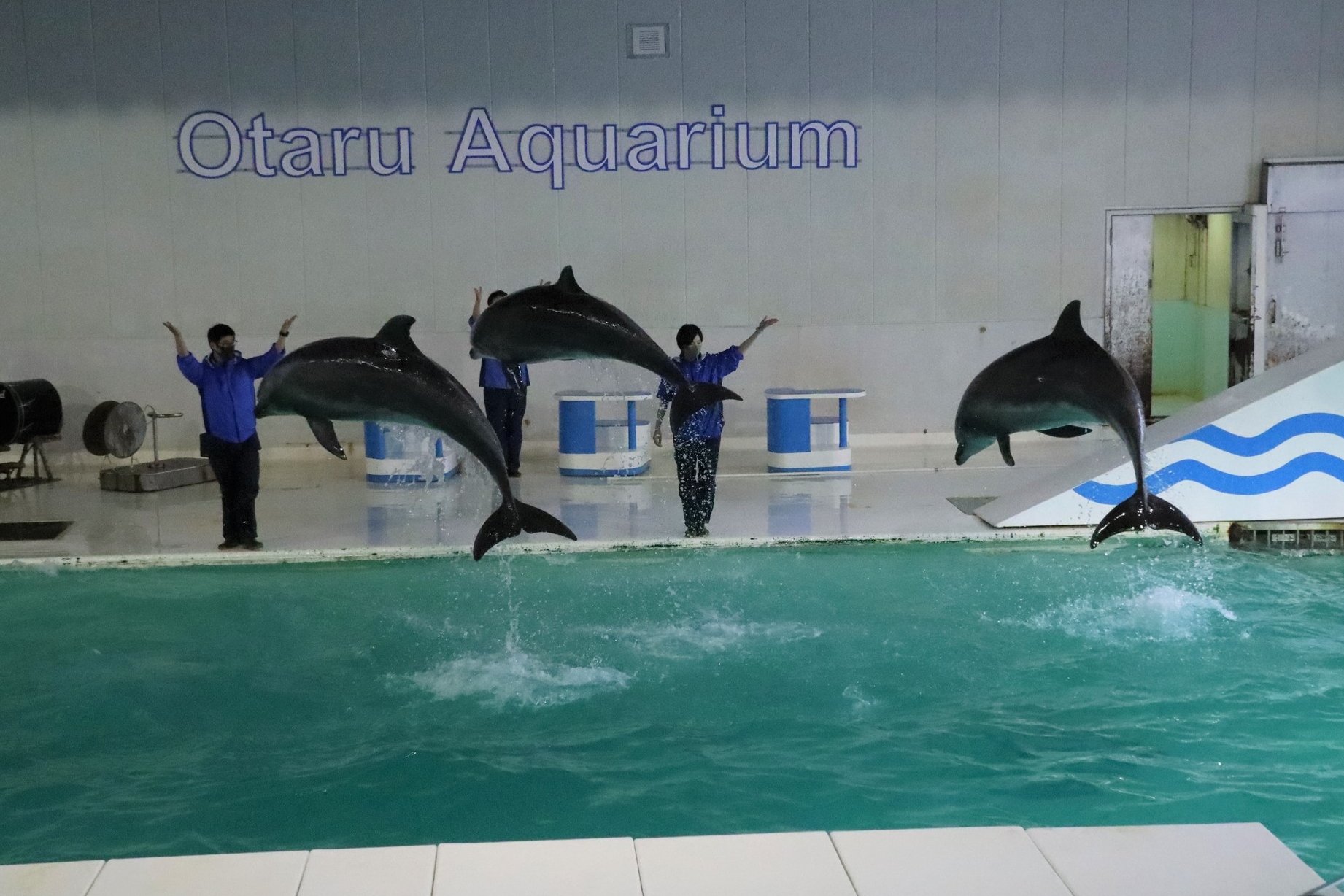 北海道の動物園 水族館 北海道小樽市 おたる水族館 ２０２１年１月撮影 イルカのコンビネーションジャンプ ３月２０日 土 から通常営業になり 海獣公園でのアザラシショーやペンギンショーも始まるそうです 北海道 小樽 おたる水族館 小樽水族館