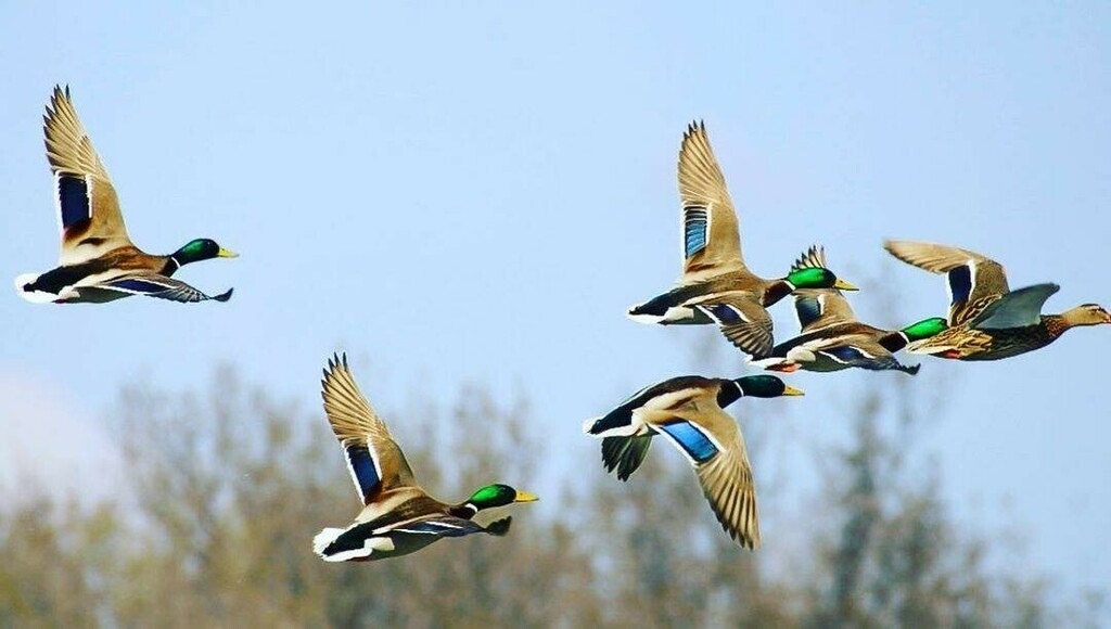 Savez vous quels animaux peut on observer sur le Lac Perrin et sur les berges de l'Argens... ? 😍
Les canards oui, et quoi d'autres ?

Plus d'infos ⬇️⬇️ 
📍 Le Lac Perrin, l'Argens et Le Rocher de Roquebrune sur Argens bit.ly/lerocherroqueb…

Photo @… instagr.am/p/CMjY3-nIcst/