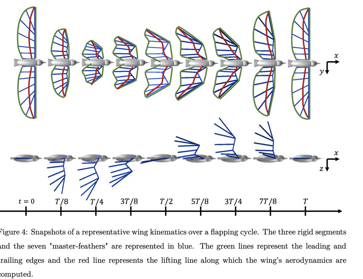 revealflight's tweet photo. The gait is described by superimposing periodic functions on the wing joints, and accordingly to the wing morphing the lifting line (red) is extracted:
2/3 https://t.co/Gt5oUIMZ71