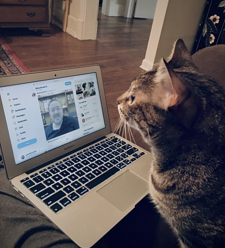 LeopoldLoveday's tweet photo. MORNING FURENDS! Thought I’d start the day by watching @rickygervais & my #TheBollocksClub again! WE LOVES OUR GANG! #OB17 #CatsOfTwitter #CatsWatchingRickyGervais #cats #BeKindToAnimals #AdoptDontShop 🐾❤️🐾 Loveday😻 https://t.co/syJntKc9qL