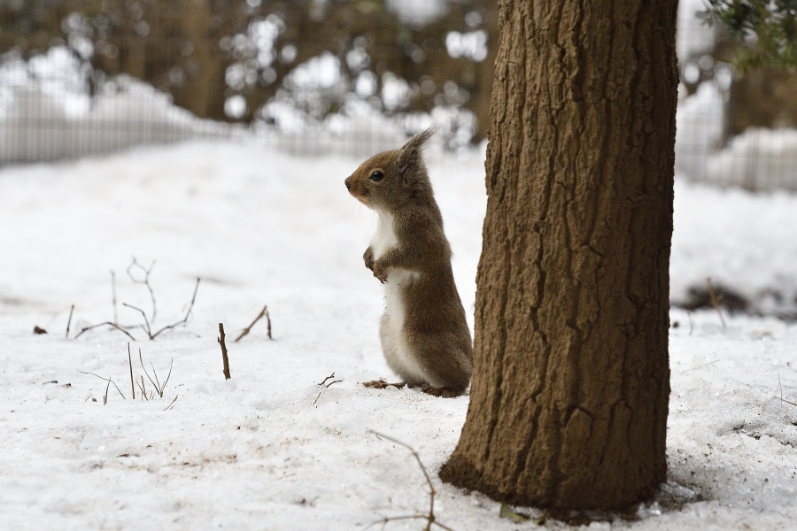 N 雪景色のリスさんの写真でも 井の頭自然文化園 ニホンリス リスの小径