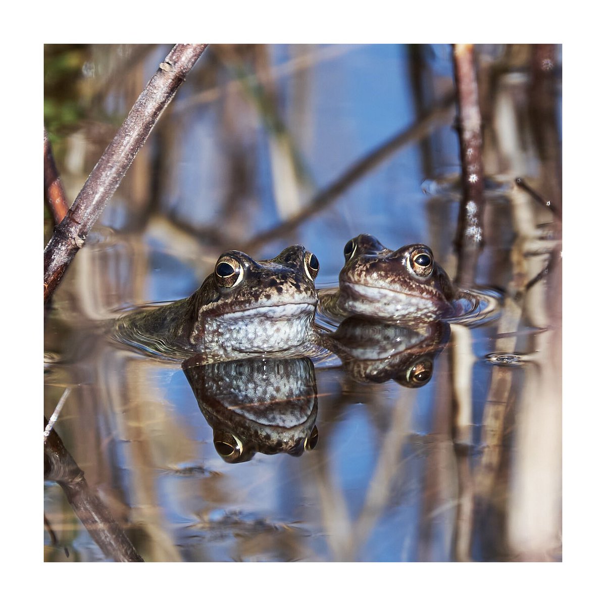ComKavanak's tweet photo. @savethefrogs frog Portraits - so beautiful- spring is here! #bbcspringwatch #BBCWildlifePOTD  #wildlife #amphibian #wildearth #wildlifephotography #love #photooftheday #nature #NaturePhotography #Passion #fuji #scotland #earth #natgeoyourshot https://t.co/Yi218UkiH0