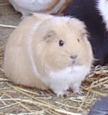 @anubis_toto かわいい 