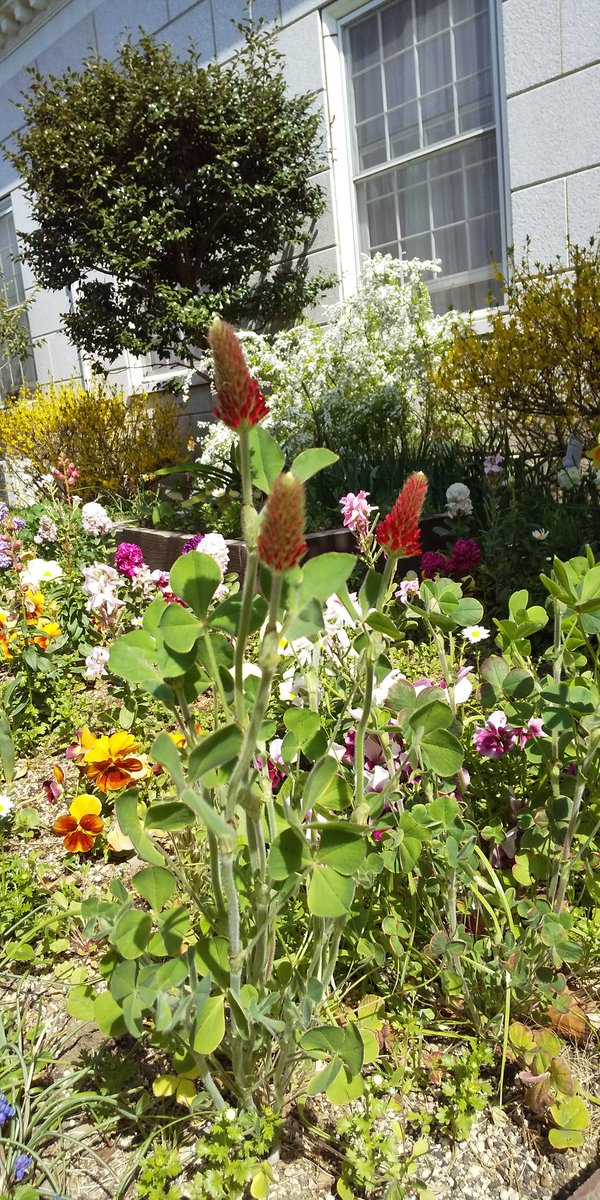 ストロベリートーチ