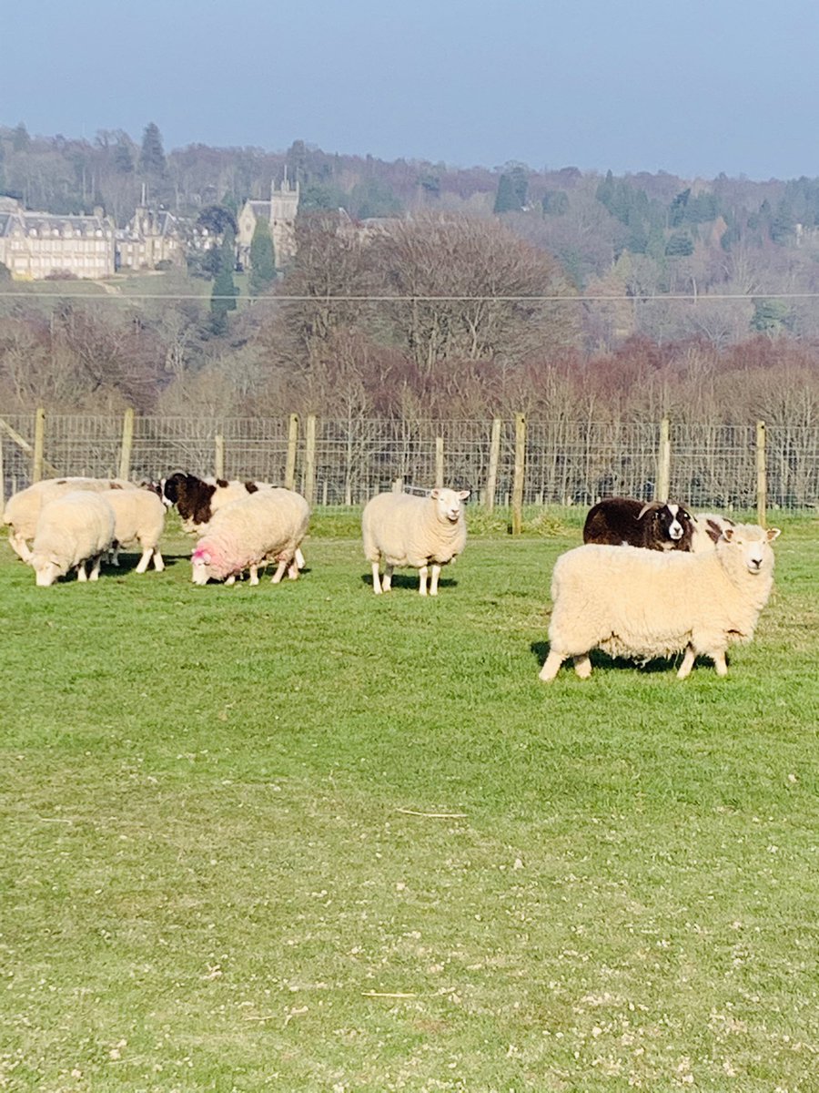 VOLUNTEER OPPORTUNITY We are looking for #volunteers to help get the #park ready for #opening working 08:30 till 16:00. If you enjoy hard physical work Including cutting down brush, branches and thistles, mucking out animal pens and shelters etc get in touch Info@llamapark.co.uk