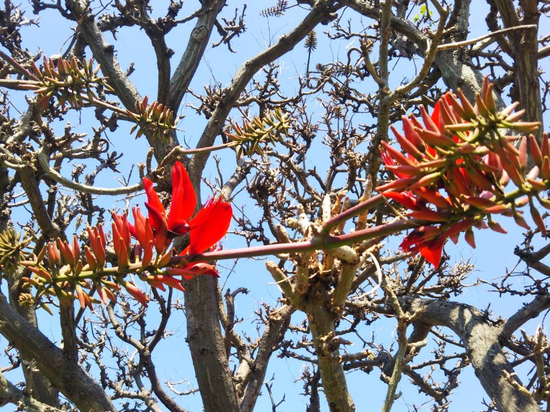 でいごの花 でいごの花