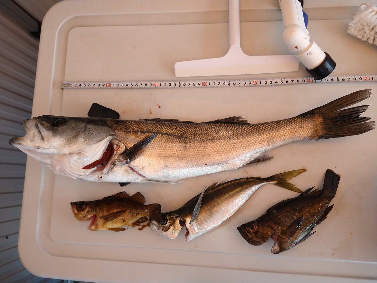 ぱんだ先輩 今日のカヤックフィッシングはシーバス メバル 茶ハチメ アジ あとキジハタはさすがに食べると可哀想なサイズだったのでリリース の 一応五目釣り達成 風と潮流が逆だと難しい カヤックフィッシング 石川県