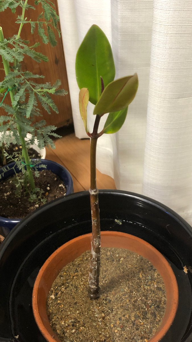 バンサのエサ メルカリで頼んでいた ヤエヤマヒルギの抜き苗が届いた ヤエヤマヒルギは所謂マングローブの木 とりあえず 素焼き鉢に川砂を敷いてバケツ水を満たして沈めております マイナーな観葉植物なので試行錯誤しながら育てていきます