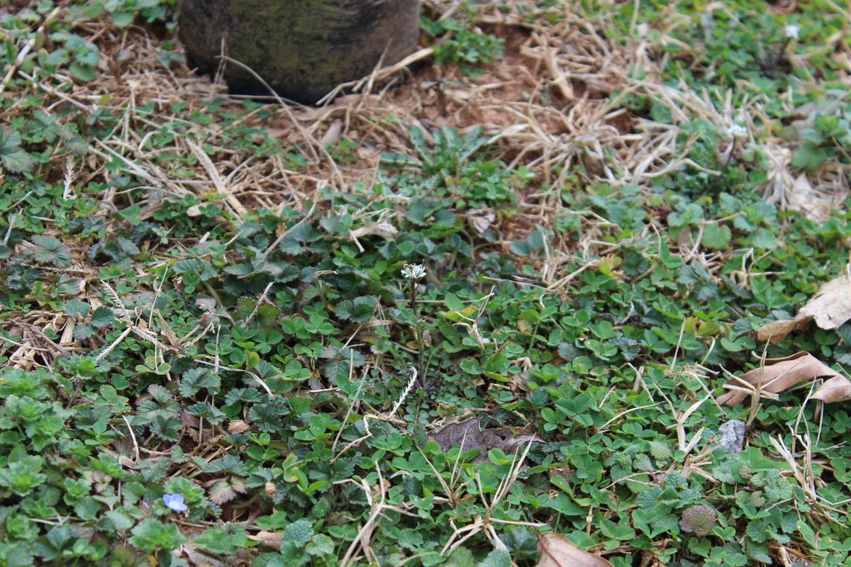 SanduskyHouse's tweet image. Wildflowers are popping up all over the grounds of #historicsandusky! Can you name the types of flowers in our photos?

#wildflower #flowers #spring #nature #horticulture