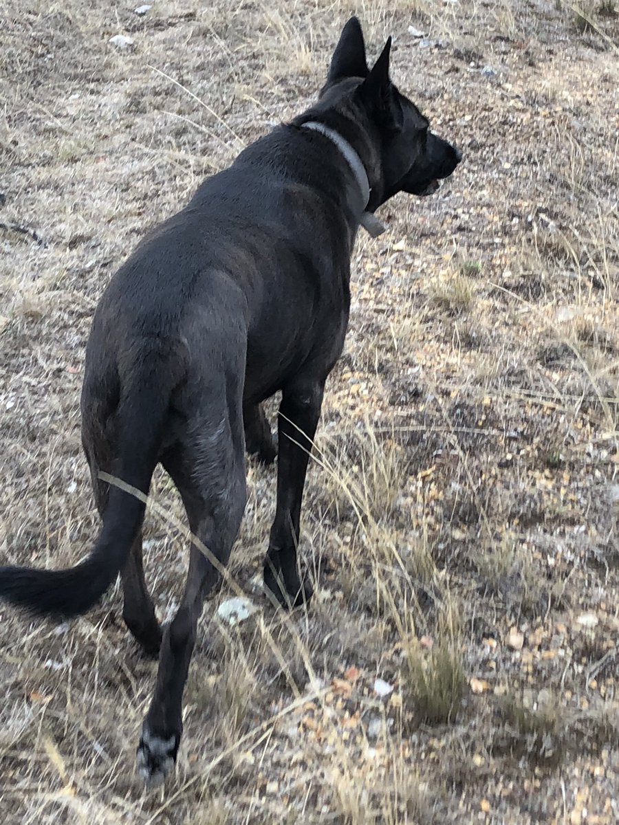 AlHunterRural's tweet photo. @DaveSpherical @gibpoint @gsrescueelite Reminds me of someone I know. Molly, the Belgian Shepherd X. #rescuedog #rabbiter #mousehunter #crowchaser #waterbaby as long as it’s not bath time. https://t.co/YIahszS0YX