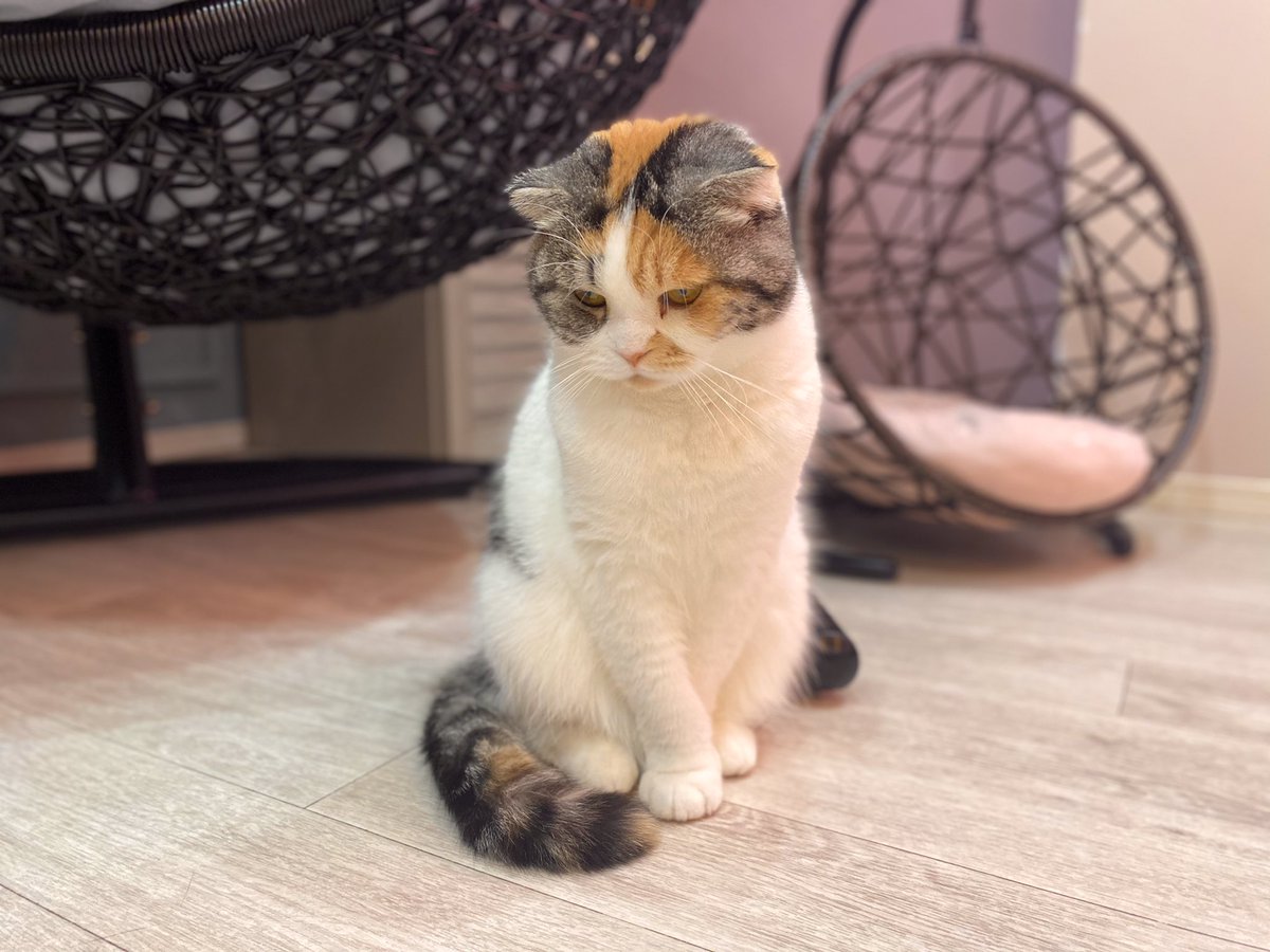 猫カフェmeow ミャオ 床が気になるゆきちゃん なにが見えてるんでしょう 本日も1日ありがとうございました 最終受付 30 明日も大名でご来店お待ちしております 猫カフェmeow 11 00 21 00 最終受付 30 定休日 第2水曜 猫カフェ