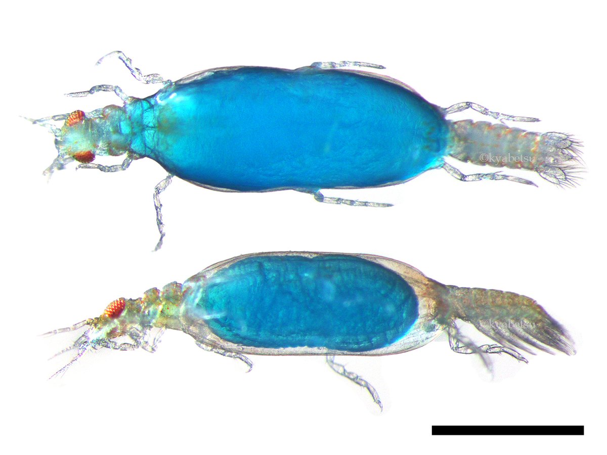 𝐾𝑦𝑎𝑏𝑒𝑡𝑠𝑢 キリンアナハゼ𝘗𝘴𝘦𝘶𝘥𝘰𝘣𝘭𝘦𝘯𝘯𝘪𝘶𝘴 Sp 3に寄生していたウミクワガタのpraniza幼生 キリンアナハゼの青い体液をため込んで真っ青になっている こんな綺麗な青になるとは この青 はビリベルジンの青だろうか スケールは1