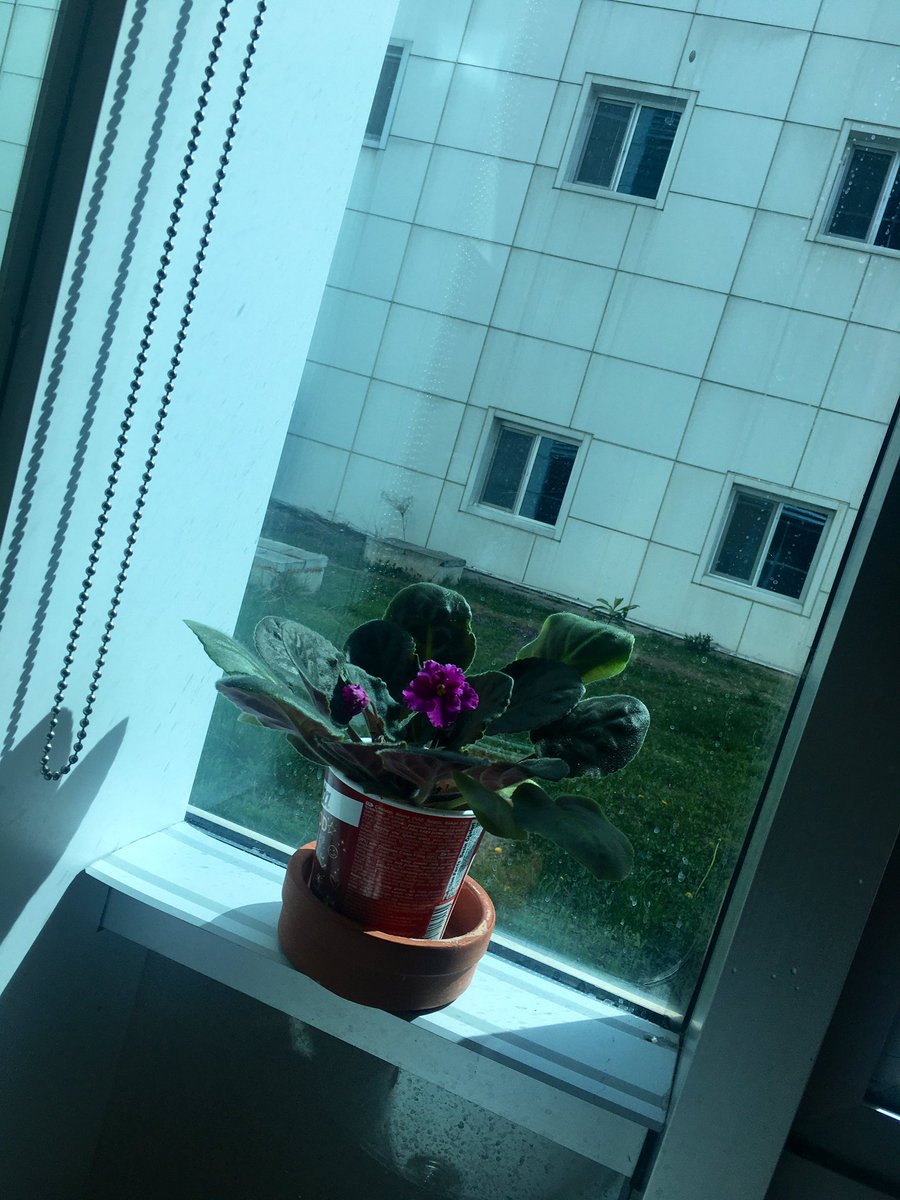 Naja Jeremiassen Flowers To Send To Someone Recovering From Surgery